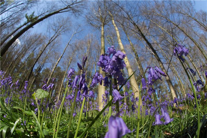 BELGIUM TOURISM HALLERBOS