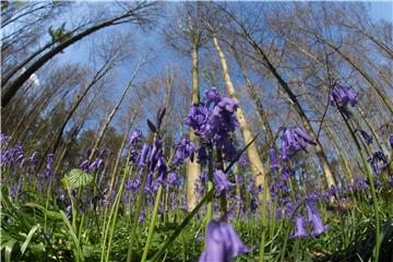 BELGIUM TOURISM HALLERBOS