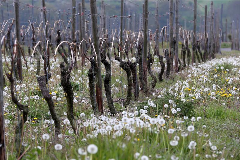 Frost damage Mosel Vineyards