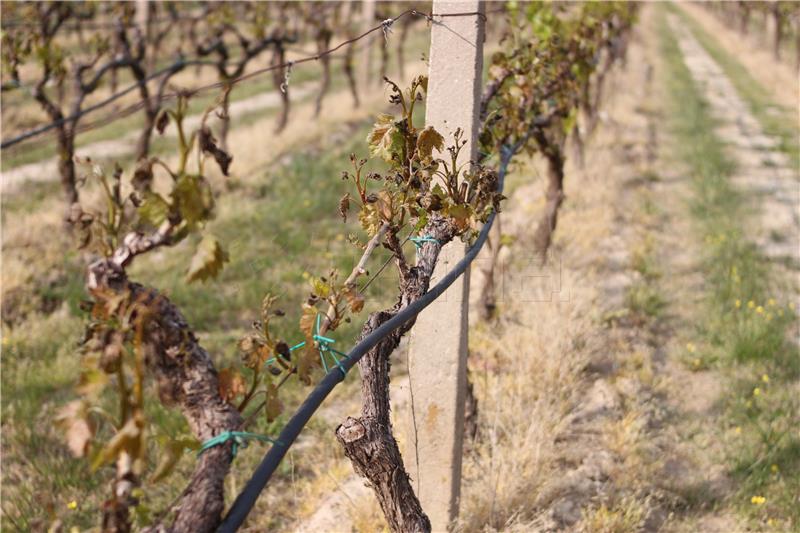 Mraz napravio štetu na vrgoračkim vinogradima 