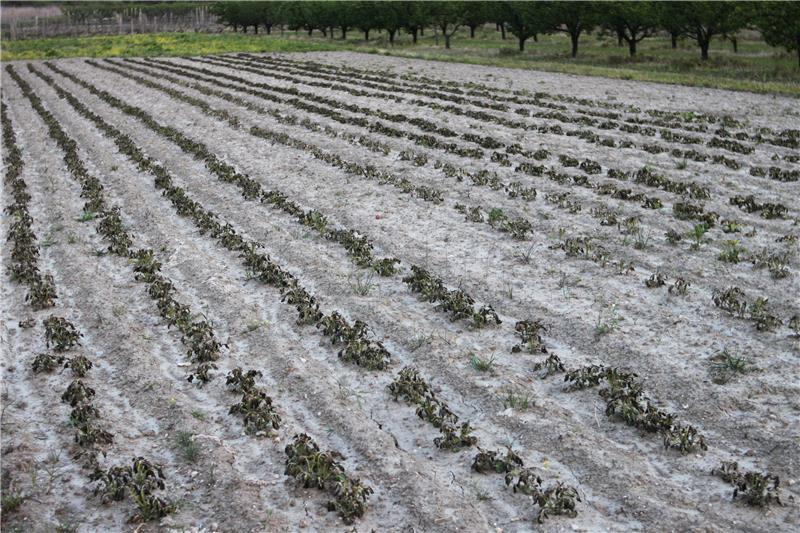 Mraz napravio štetu na vrgoračkim vinogradima