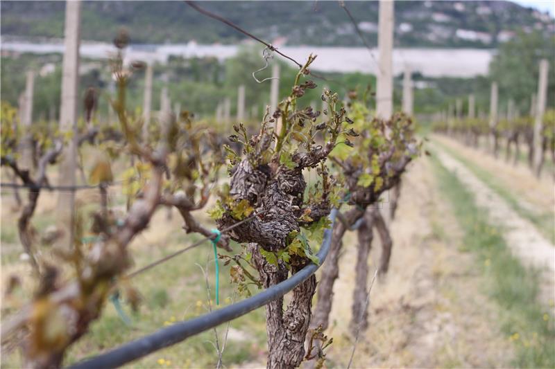 Mraz napravio štetu na vrgoračkim vinogradima