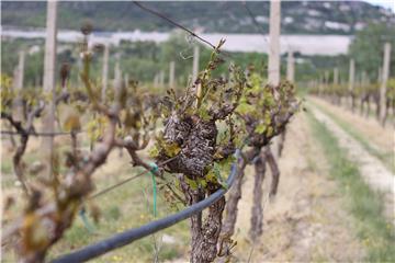 Mraz napravio štetu na vrgoračkim vinogradima