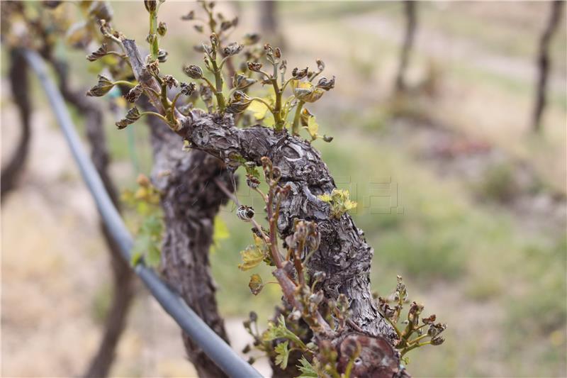 Mraz napravio štetu na vrgoračkim vinogradima