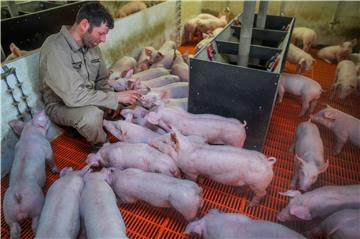 New piglet castration regulations in Germany