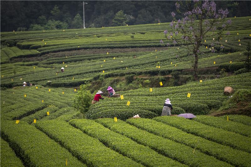 CHINA AGRICULTURE TEA