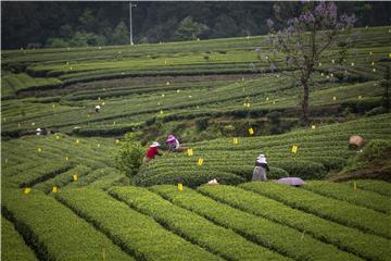 CHINA AGRICULTURE TEA