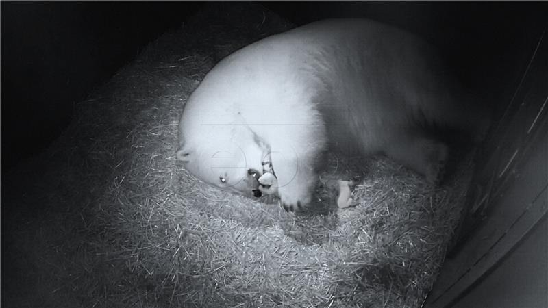 Blizanci polarnog medvjeda rođeni u Sea Worldu u Australiji