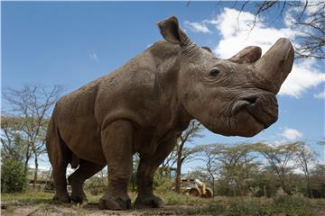 KENYA ANIMALS NORTHERN WHITE RHINO