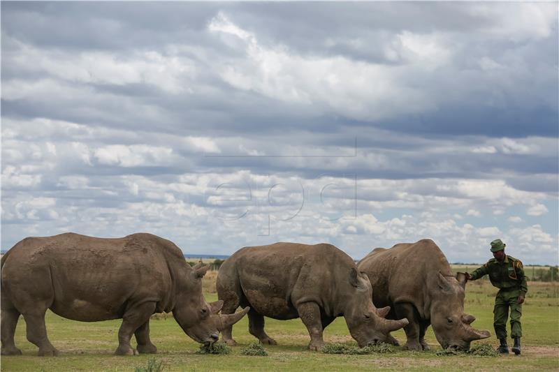 KENYA ANIMALS NORTHERN WHITE RHINO