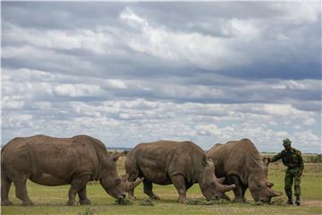 KENYA ANIMALS NORTHERN WHITE RHINO