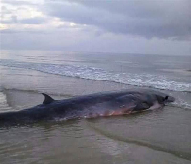 MALAYSIA ANIMALS STRANDED WHALE