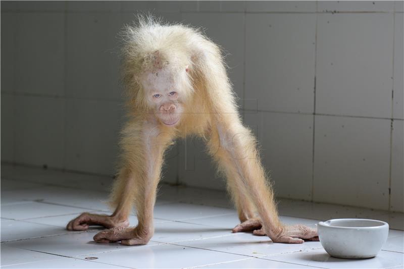 INDONESIA ALBINO ORANGUTAN