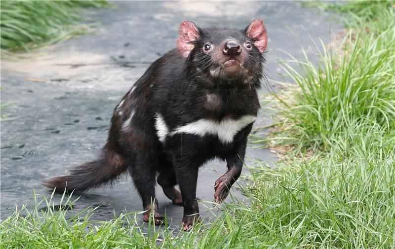 AUSTRALIA PHOTO ESSAY TASMANIAN DEVILS