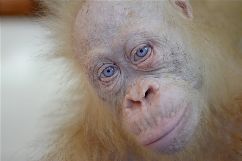 INDONESIA BORNEO WILDLIFE ALBINO ORANGUTAN