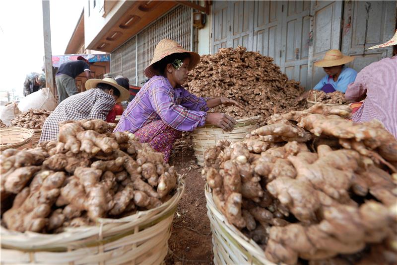 MYANMAR GINGEER HARVEST