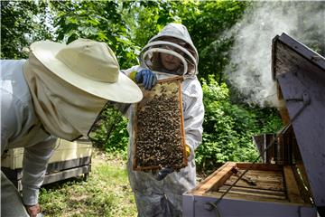 POLAND BEES