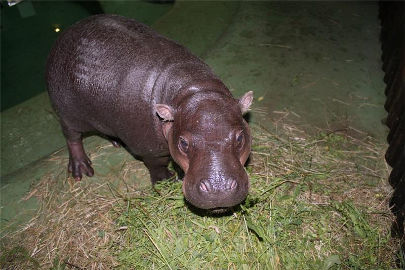 U zagrebački ZOO stigla patuljasta vodenkonjica