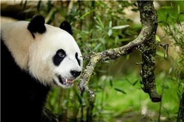 NETHERLANDS ANIMALS PANDA