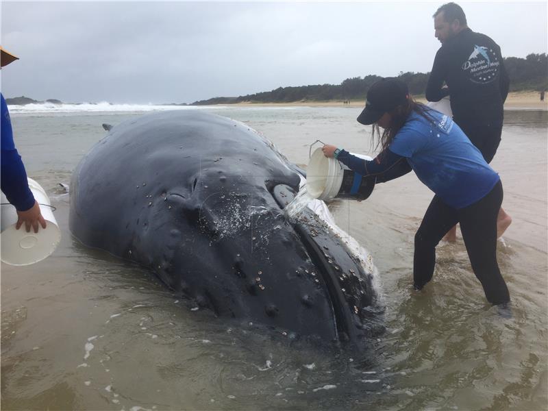 AUSTRALIA BEACHED WHALE