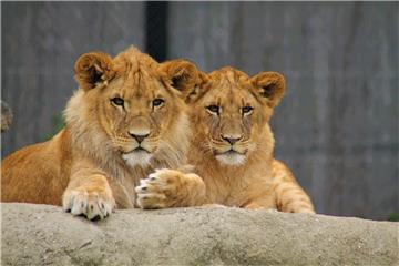 Zagrebački ZOO slavi  92. rođendan i prvi rođendan lavića Tume i Uzuri