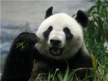 (FILE) JAPAN GIANT PANDA