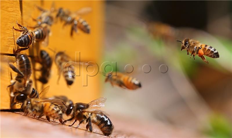 Bees collect nectar