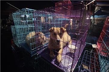 CHINA ANIMAL RIGHTS