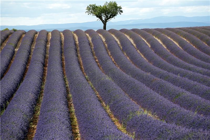 FRANCE TOURISM LAVENDER