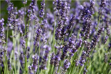 FRANCE TOURISM LAVENDER