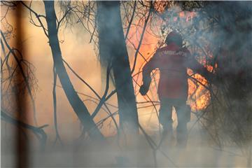 Psi s misijom u Čileu: ponovno pošumiti opožarene površine