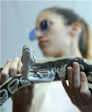 CROATIA ANIMALS PRIVATE SNAKES COLLECTOR