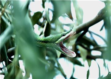 CROATIA ANIMALS PRIVATE SNAKES COLLECTOR