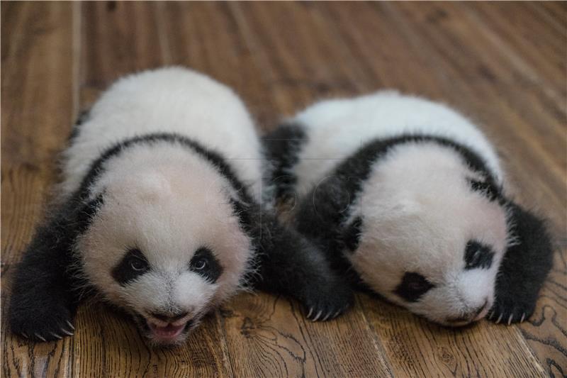 CHINA PHOTO SET BABY PANDAS