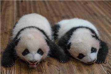 CHINA PHOTO SET BABY PANDAS