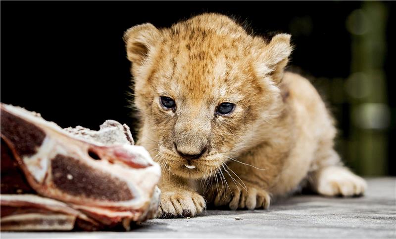 NETHERLANDS ANIMALS LION CUBS