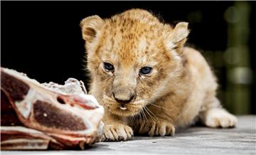 NETHERLANDS ANIMALS LION CUBS