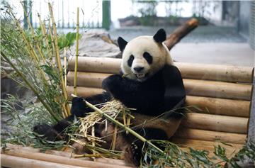 Opening of new panda bear enclosure