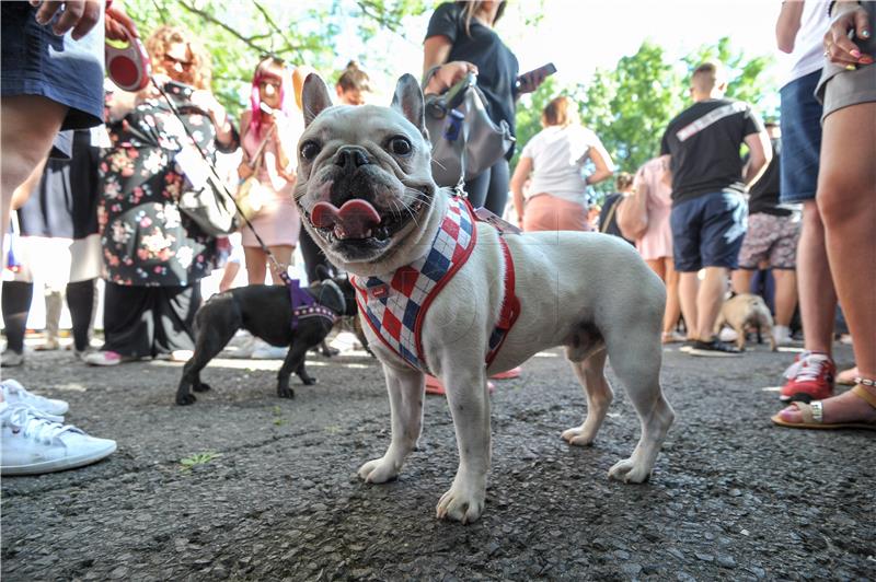 POLAND FRENCH BULLDOG PARADE