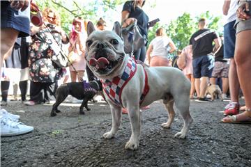 POLAND FRENCH BULLDOG PARADE