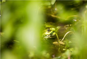 Green on green