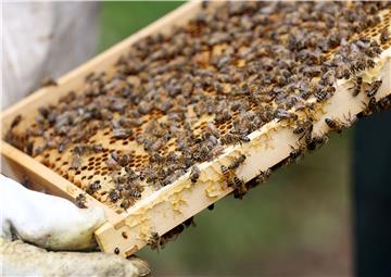 Bees of hobby beekeeper