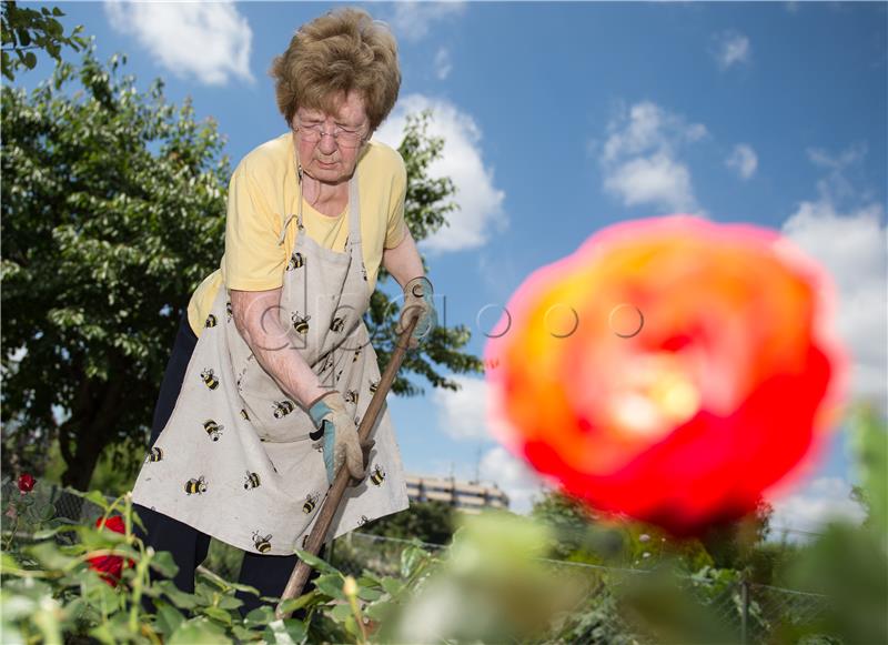 Garden work at allotment