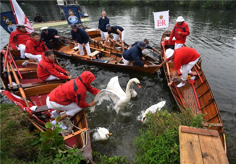 BRITAIN TRADITION SWAN UPPING