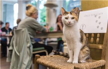 Hamburg's first ever Cat Café opens