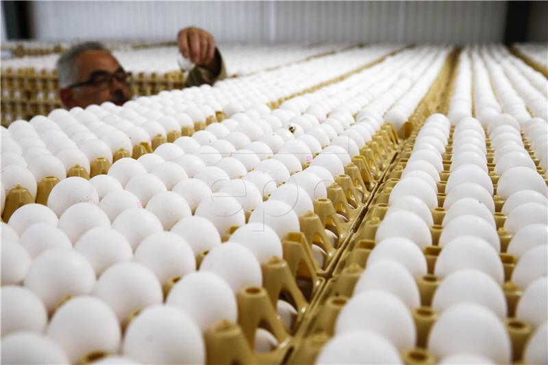 epaselect NETHERLANDS EGG TRADE