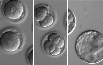 USA SCIENCE DNA EDITING