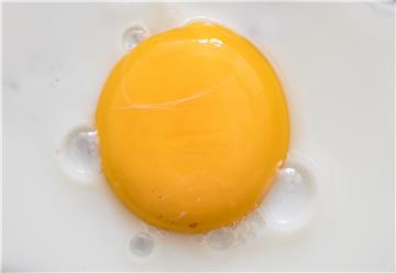 Fried egg