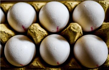 GERMANY NETHERLANDS FIPRONIL SCANDAL EGGS