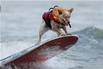 USA WORLD DOG SURFING CHAMPIONSHIPS